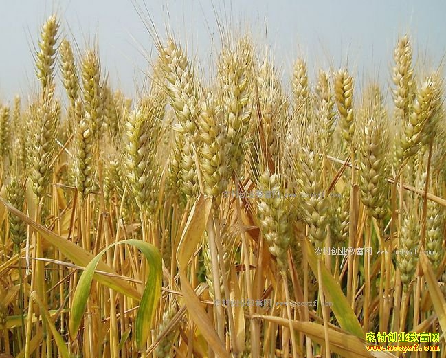 2017年下半年小麦价格行情预测